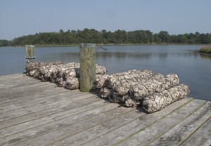 A reconstructed reef that will provide a place for oyster larvae to grow