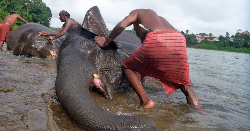 Three people give two elephants a morning bath