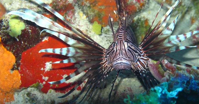 A closeup of a lionfish.