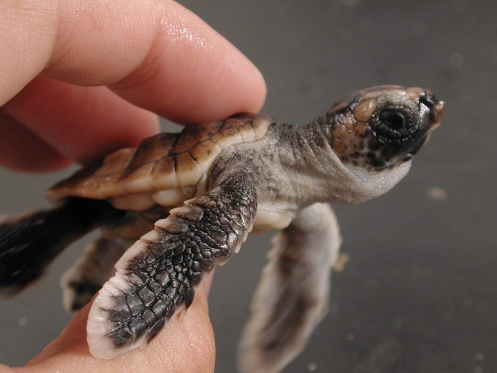 A baby loggerhead sea turtle
