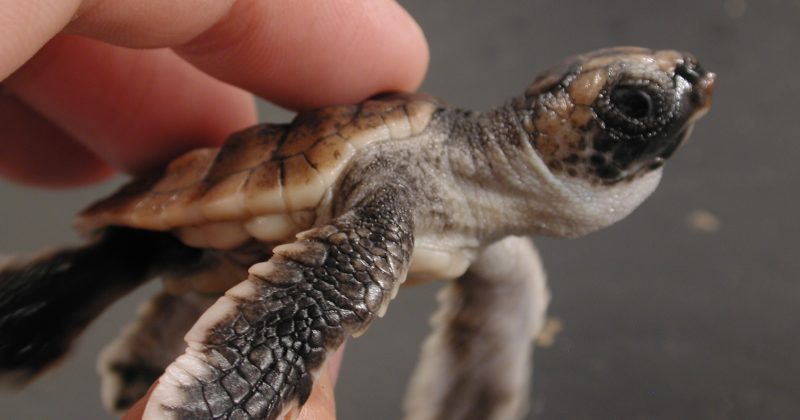 A baby loggerhead sea turtle