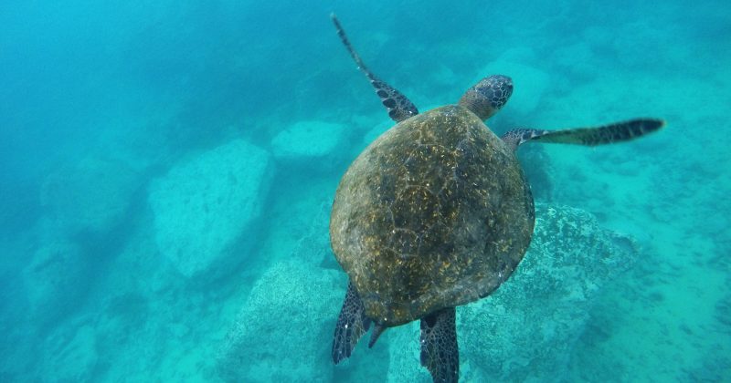 A Pacific green sea turtle underwater