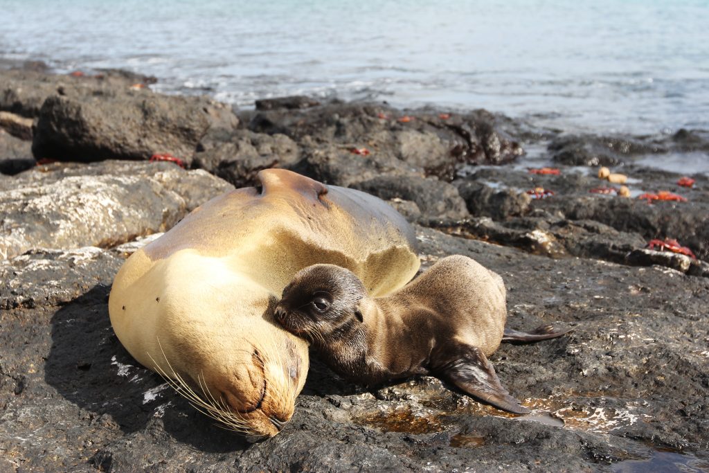 A baby sea lions cuddles with its mother on the rocks of Plaza Sur Island. Sea lions are one of the species adversely affected by the effects of El Niño. (Photo by Mary Lide Parker)