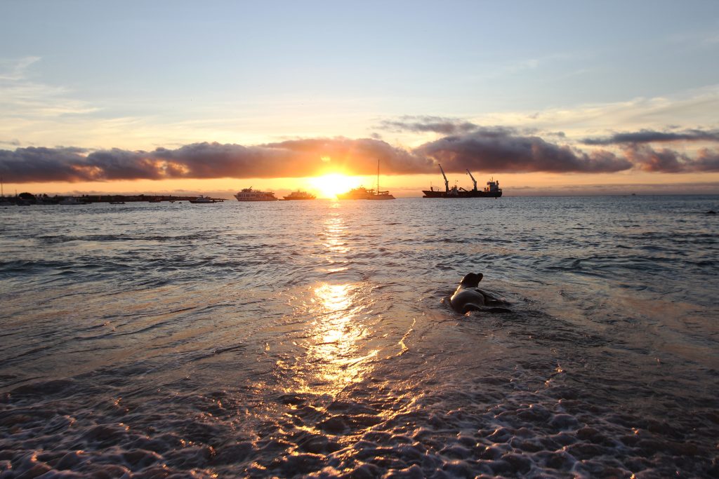 A sea lion lounges in the surf on Playa Mann as the sun sets over Puerto Baquerizo Moreno. This beach is just steps away from the Galapagos Science Center. (photo by Mark Lide Parker)