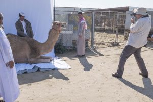 Jackson works to get the perfect shot at a camel market in Doha, Qatar. (Photo courtesy of Neal Jackson)
