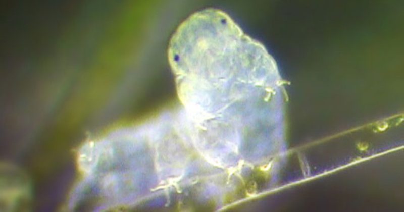 A near-transparent tardigrade