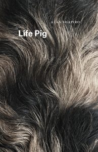 life-pig