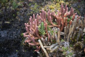 A brightly colored clubmoss look like a piece of coral.