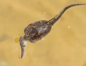 A Mexican spadefoot tadpole eats a smaller tadpole