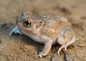 A Mexican spadefoot toad rests on a pond’s shoreline during the Pfennigs’ research trip.