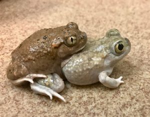 A Mexican spadefoot mates with a plains spadefoot.