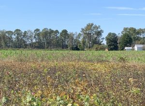 A field in Robeson County.