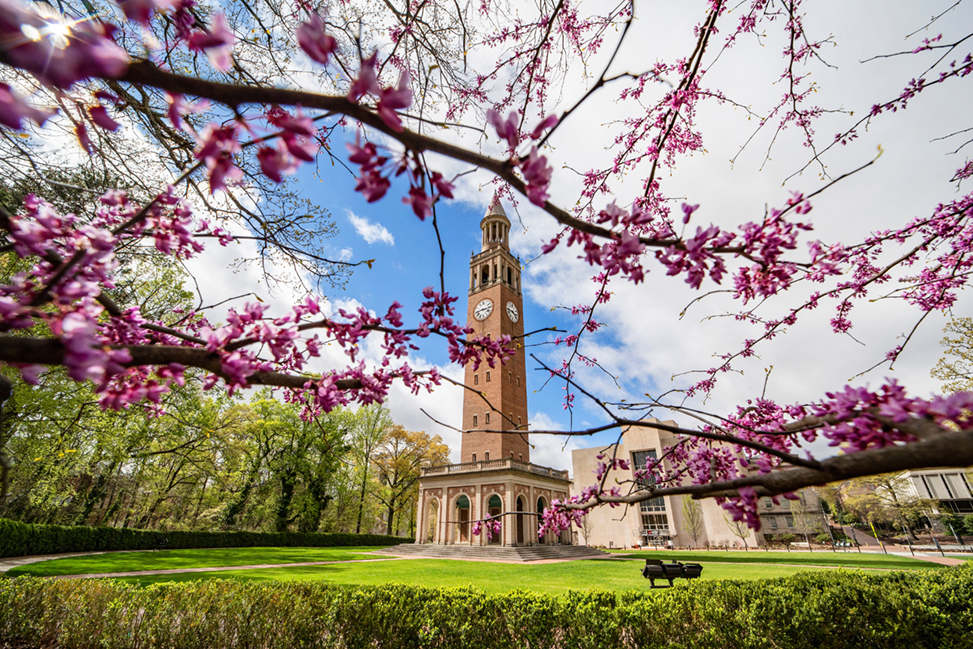 Purple flowers on tree branches in front of the Morehead-Patterson Bell Tower at the University of North Carolina at Chapel Hill on March 25, 2020.
