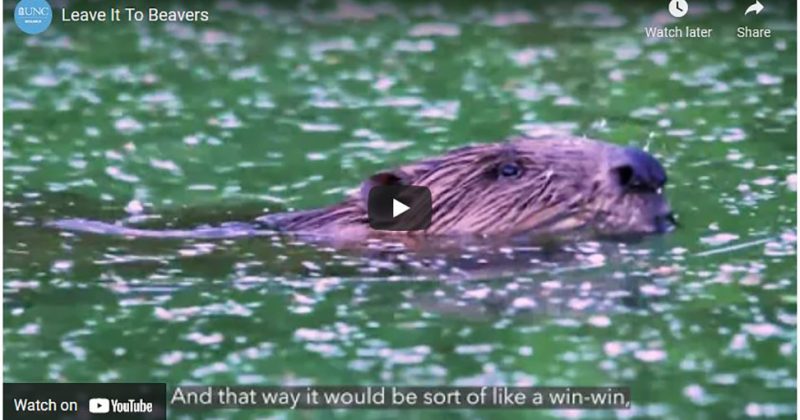 A beaver swims through the water in the screen capture for this video.