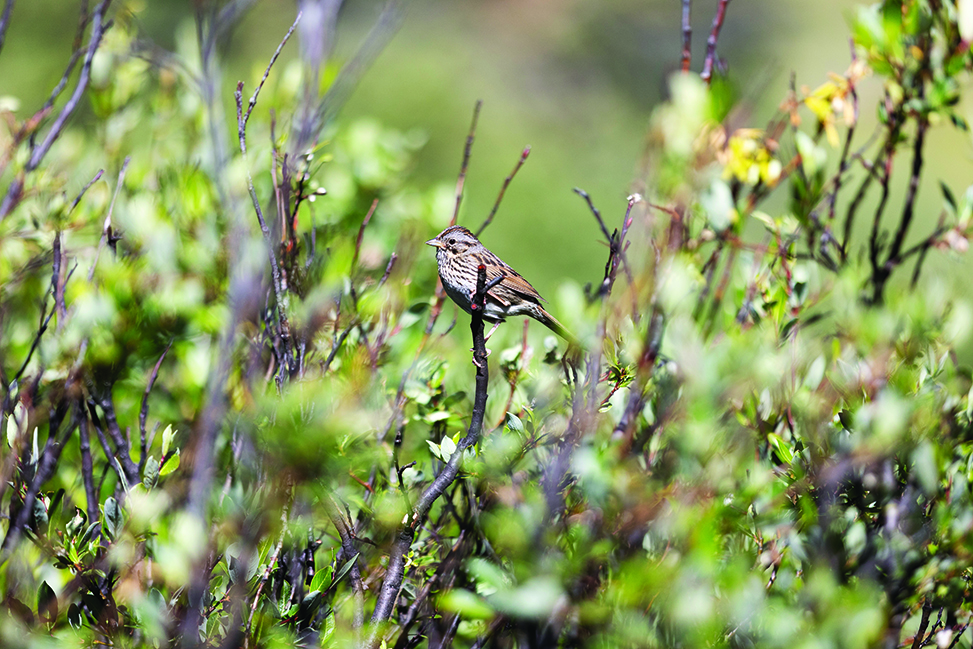 A Lincoln's sparrow sits on a tree branch.