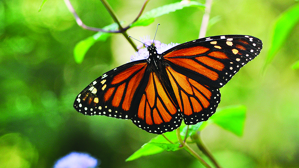 Monarch butterfly perched on a flower