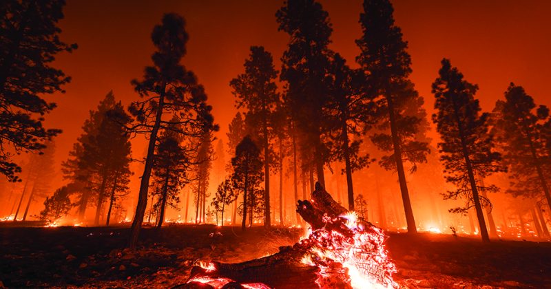 A burning log in the foreground and a thin line of pine trees and fire in the background, the entire image tinged dark orange from the wildfire.