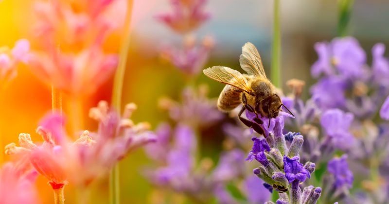 Bees land on purple flowers